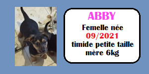 CHIENS A L ADOPTION    - SERBIE   - REFUGE DE BELLA - Etat au 18  04 2024 - Page 14 Abby10