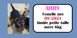 SERBIE - INFOS + CHIENS PRETS A RENTRER - Etat au 19 novembre 2023 Abby10