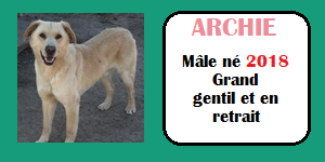 SERBIE - INFOS + CHIENS PRETS A RENTRER - Etat au 19 novembre 2023 Archie10