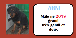 SERBIE - INFOS + CHIENS PRETS A RENTRER - Etat au 19 novembre 2023 Arni10
