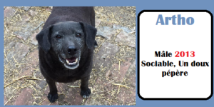 SERBIE - INFOS + CHIENS PRETS A RENTRER - Etat au 19 novembre 2023 Artho_10