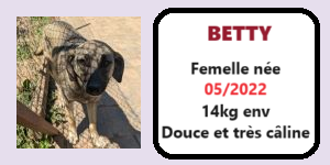 CHIENS A L ADOPTION    - SERBIE   - REFUGE DE BELLA - Etat au 30 01 2024 Betty11