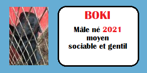 SERBIE - INFOS + CHIENS PRETS A RENTRER - Etat au 19 novembre 2023 Boki10