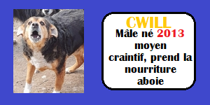 CHIENS A L ADOPTION    - SERBIE   - REFUGE DE BELLA - Etat au 18  04 2024 - Page 14 Cwill10