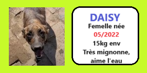 SERBIE - INFOS + CHIENS PRETS A RENTRER - Etat au 19 novembre 2023 Daisy12