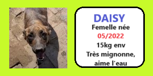 serbie - CHIENS A L ADOPTION    - SERBIE   - REFUGE DE BELLA - Etat au 18  04 2024 Daisy12