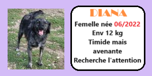 SERBIE - INFOS + CHIENS PRETS A RENTRER - Etat au 19 novembre 2023 Diana12