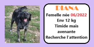 serbie - CHIENS A L ADOPTION    - SERBIE   - REFUGE DE BELLA - Etat au 18  04 2024 - Page 18 Diana12