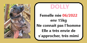 CHIENS A L ADOPTION    - SERBIE   - REFUGE DE BELLA - Etat au 30 01 2024 Dolly10