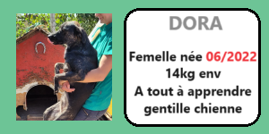 SERBIE - INFOS + CHIENS PRETS A RENTRER - Etat au 19 novembre 2023 Dora11