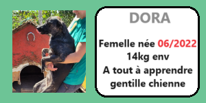 serbie - CHIENS A L ADOPTION    - SERBIE   - REFUGE DE BELLA - Etat au 18  04 2024 - Page 18 Dora11