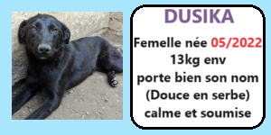 SERBIE - INFOS + CHIENS PRETS A RENTRER - Etat au 19 novembre 2023 Dusika10