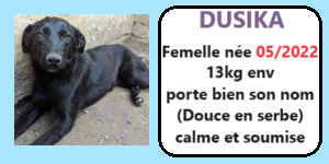 serbie - CHIENS A L ADOPTION    - SERBIE   - REFUGE DE BELLA - Etat au 18  04 2024 Dusika10