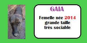 SERBIE - INFOS + CHIENS PRETS A RENTRER - Etat au 19 novembre 2023 Gaia10