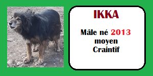 SERBIE - INFOS + CHIENS PRETS A RENTRER - Etat au 19 novembre 2023 Ikka10