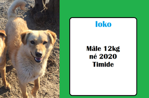 SERBIE - INFOS + CHIENS PRETS A RENTRER - Etat au 19 novembre 2023 Ioko_111