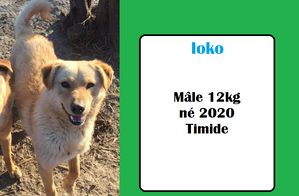 serbie - CHIENS A L ADOPTION    - SERBIE   - REFUGE DE BELLA - Etat au 18  04 2024 - Page 14 Ioko_111