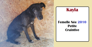 serbie - CHIENS A L ADOPTION    - SERBIE   - REFUGE DE BELLA - Etat au 18  04 2024 - Page 14 Kayla_10