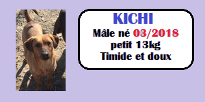 CHIENS A L ADOPTION    - SERBIE   - REFUGE DE BELLA - Etat au 30 01 2024 Kichi10