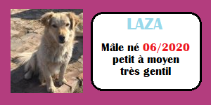 serbie - CHIENS A L ADOPTION    - SERBIE   - REFUGE DE BELLA - Etat au 18  04 2024 Laza10