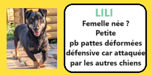 SERBIE - INFOS + CHIENS PRETS A RENTRER - Etat au 19 novembre 2023 Lili10