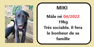 serbie - CHIENS A L ADOPTION    - SERBIE   - REFUGE DE BELLA - Etat au 18  04 2024 - Page 18 Miki11