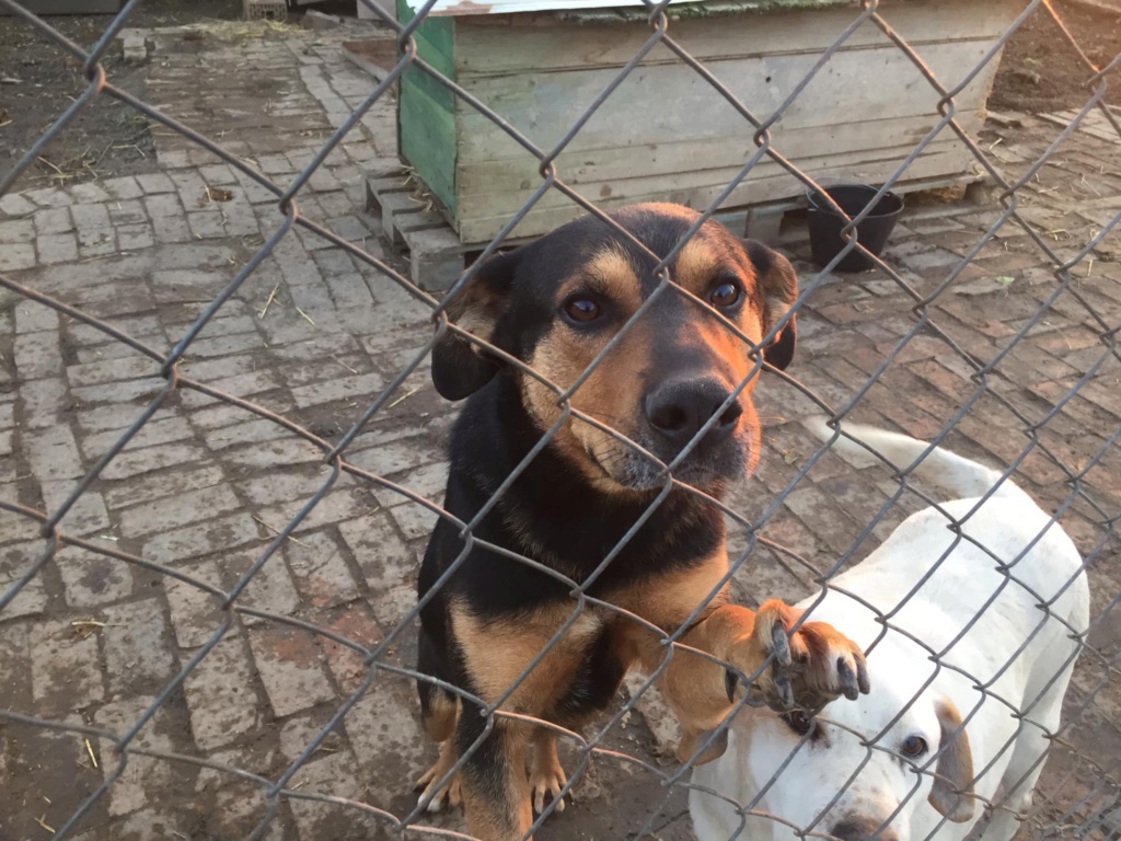 rafa - RAFA - X berger - né 2017 - Env 15 kg - Beau et gentil (BELLA) Rafa10