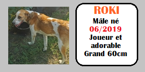 CHIENS A L ADOPTION    - SERBIE   - REFUGE DE BELLA - Etat au 18  04 2024 - Page 14 Roki10