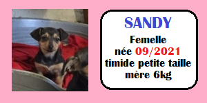 SERBIE - INFOS + CHIENS PRETS A RENTRER - Etat au 19 novembre 2023 Sandy10