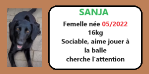 CHIENS A L ADOPTION    - SERBIE   - REFUGE DE BELLA - Etat au 18  04 2024 Sanja10