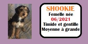 CHIENS A L ADOPTION    - SERBIE   - REFUGE DE BELLA - Etat au 18  04 2024 - Page 14 Shooki10