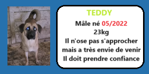 serbie - CHIENS A L ADOPTION    - SERBIE   - REFUGE DE BELLA - Etat au 18  04 2024 Teddy11