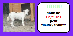 CHIENS A L ADOPTION    - SERBIE   - REFUGE DE BELLA - Etat au 18  04 2024 - Page 14 Tibou10