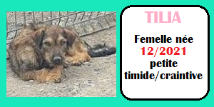 SERBIE - INFOS + CHIENS PRETS A RENTRER - Etat au 19 novembre 2023 Tilia10