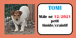 CHIENS A L ADOPTION    - SERBIE   - REFUGE DE BELLA - Etat au 18  04 2024 - Page 14 Tomi10