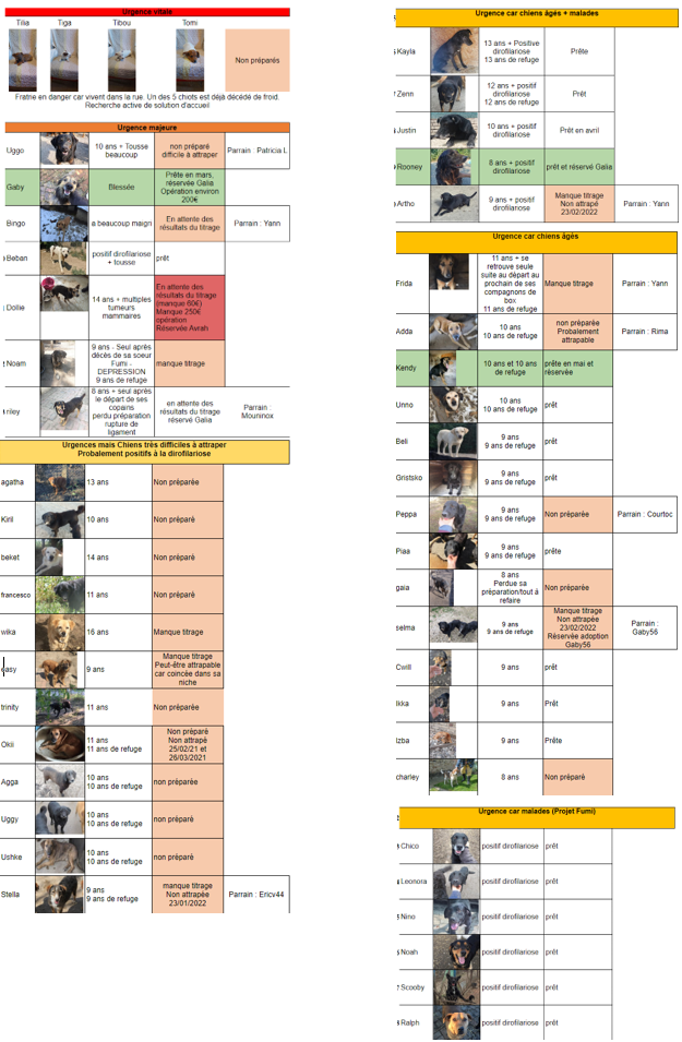 CHIENS EN URGENCE DU REFUGE DE BELLA - SERBIE Urgenc13