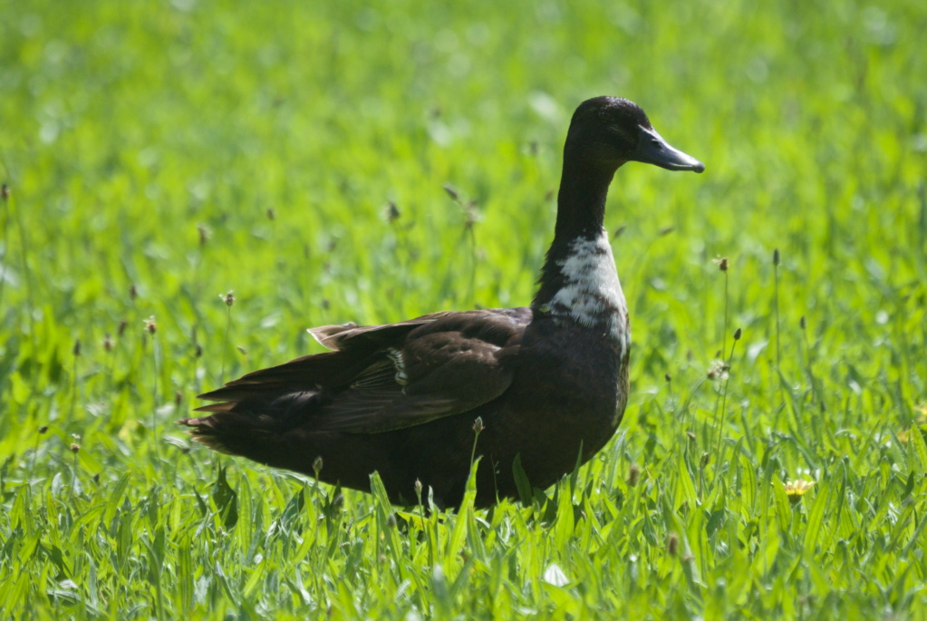 Híbrido de pato mudo? Anatid13