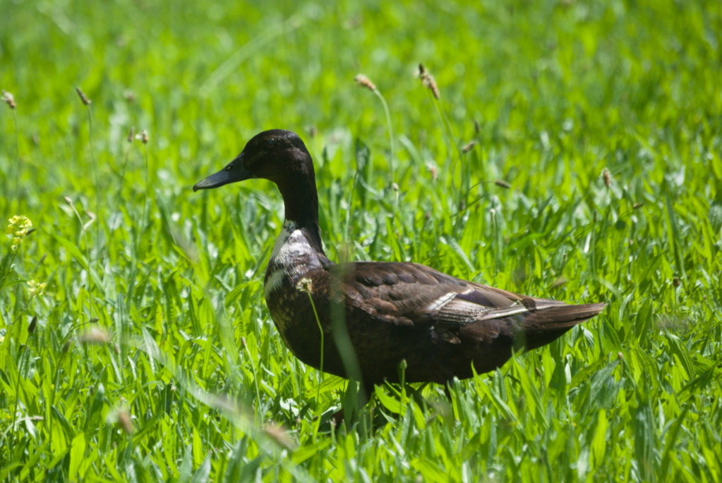 Híbrido de pato mudo? Anatid14