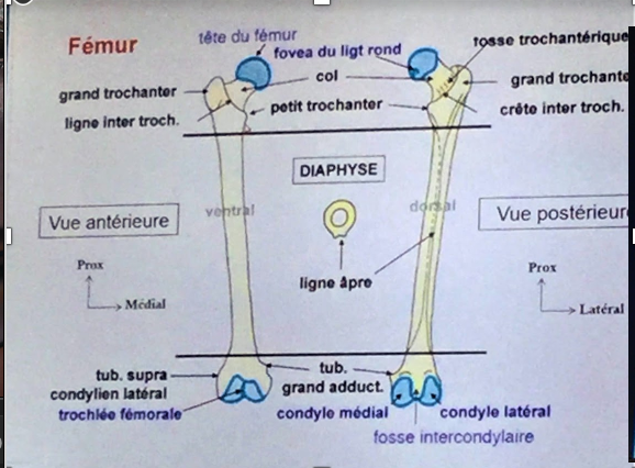 ligne inter trochantérique  Captur11