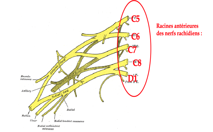 plexus ( racine /tronc /branche )  Captur16
