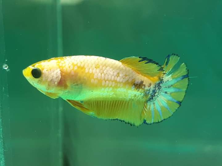 Puesta de Yellow Fancy , retrocruza 17 dias de eclosionados Hembra10