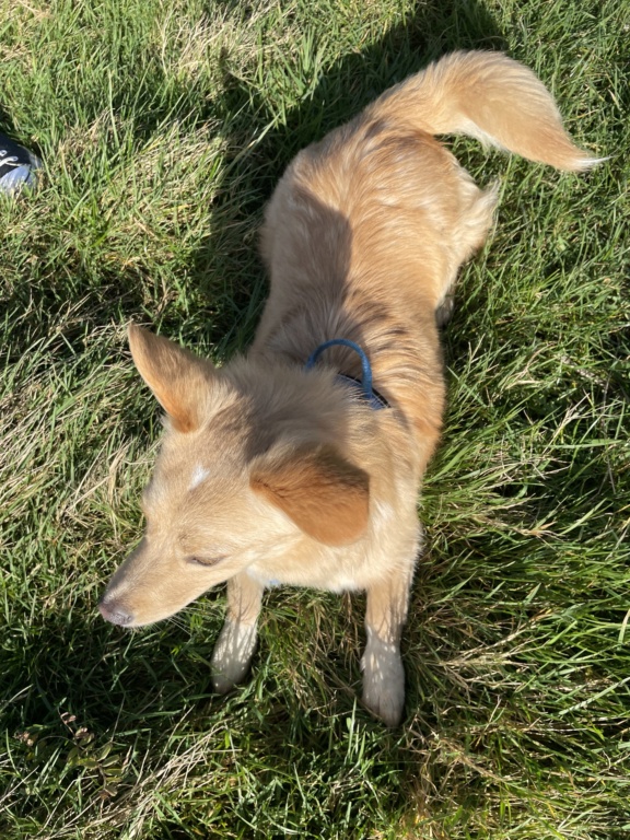 CLEO - chiot femelle, typée corgi, de taille petite à moyenne à l'âge adulte - née environ en juin 2021 - REMEMBER ME LAND - ADOPTÉE PAR Diane (76)  - Page 2 35c91410