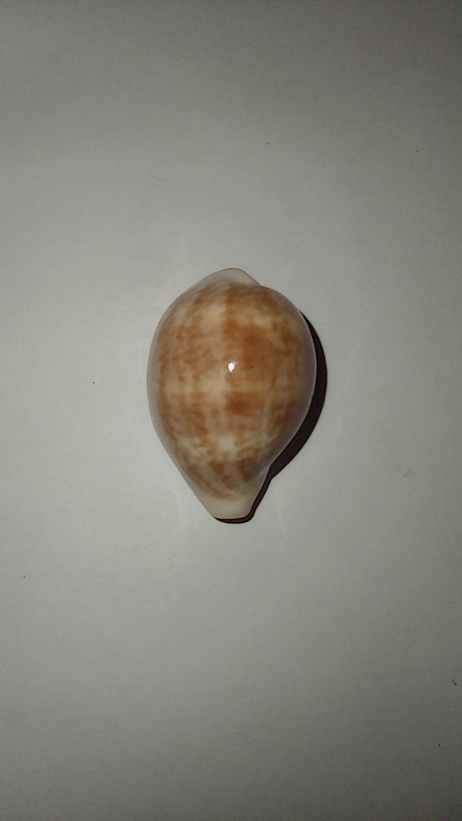 Zonaria_pyrum_angelicae Img_2012