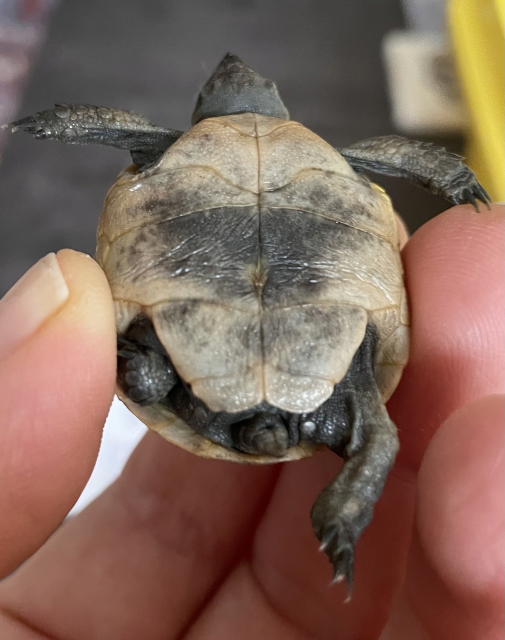 Identification bébé tortues de terre 716bb210