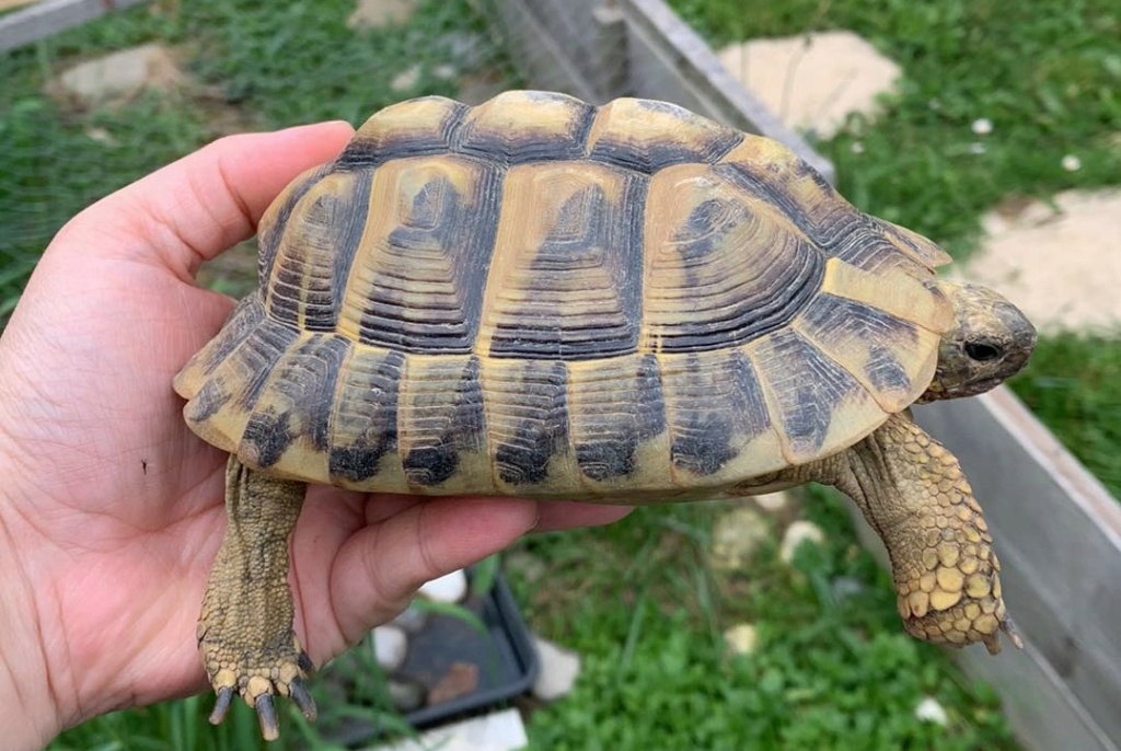Besoin d'informations sur une tortue boettgeri Tortue13