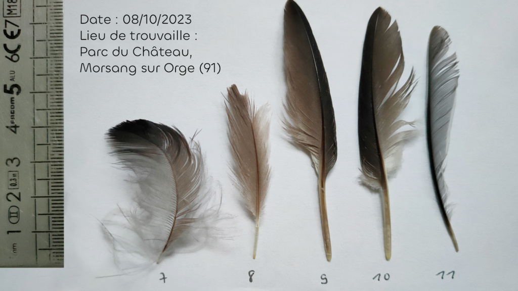 A quels oiseaux appartiennent ces plumes svp ?  - Page 3 Identi14