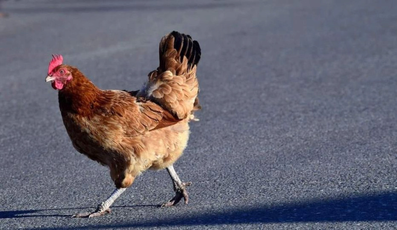 Un poulet est au bord d'une route Image145