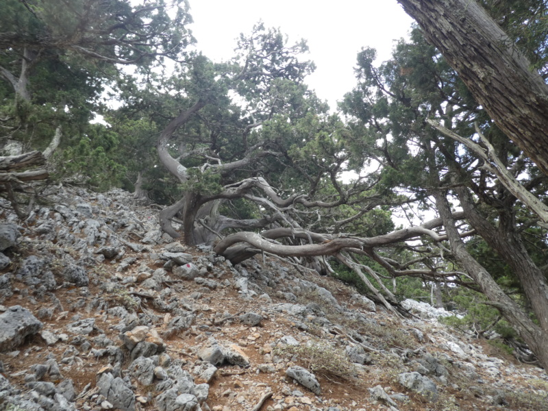 Promenade dans les bois....  - Page 2 P1040013