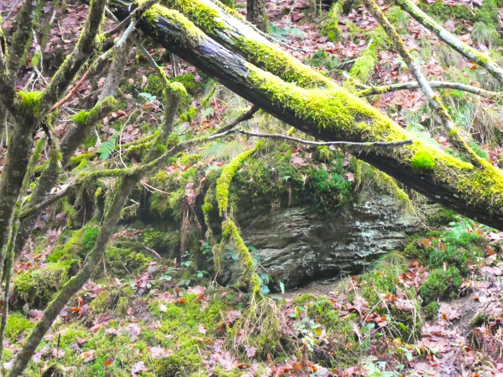 Week-end de la Saint Sylvestre à Gouvy P1060276