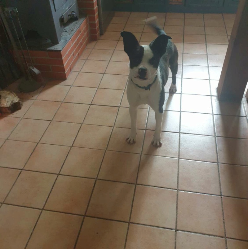 [A L ADOPTION] ROSITA x boston terrier  née le 19/09/2022 en accueil  ( 49 ) Imgpsh68